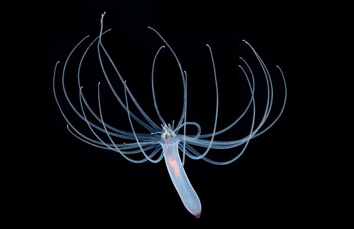 Tube anemone